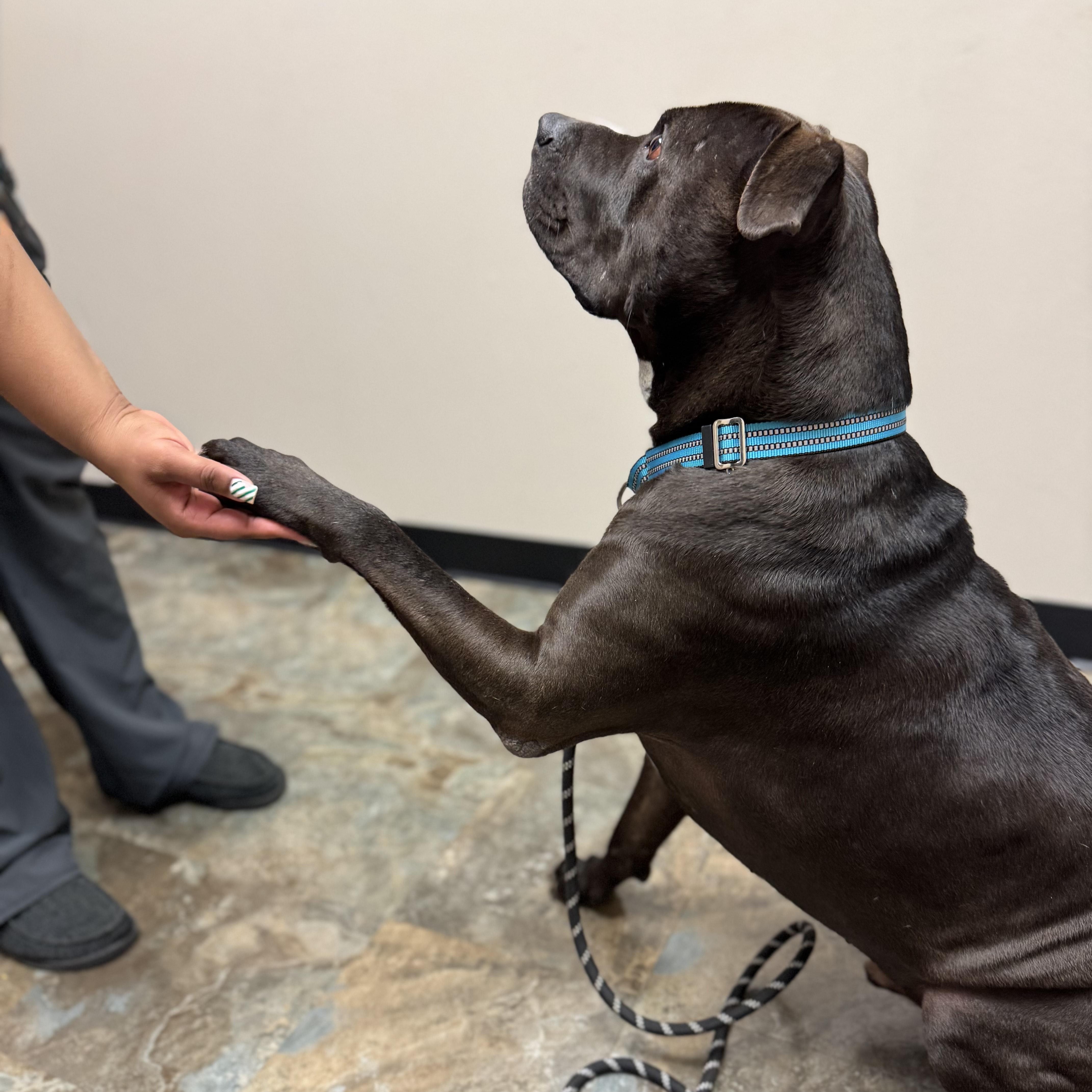 Enlarge Nikko, a Adoptable mixed breed in Sugar Land, TX image 3/6