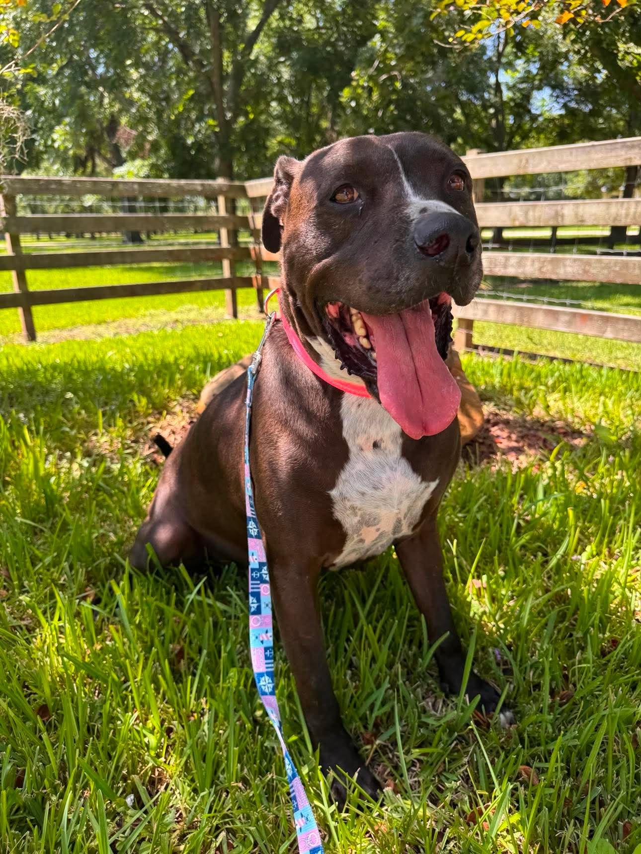 Nikko, Adoptable, Adult Male Pit Bull Terrier & Black Labrador Retriever.