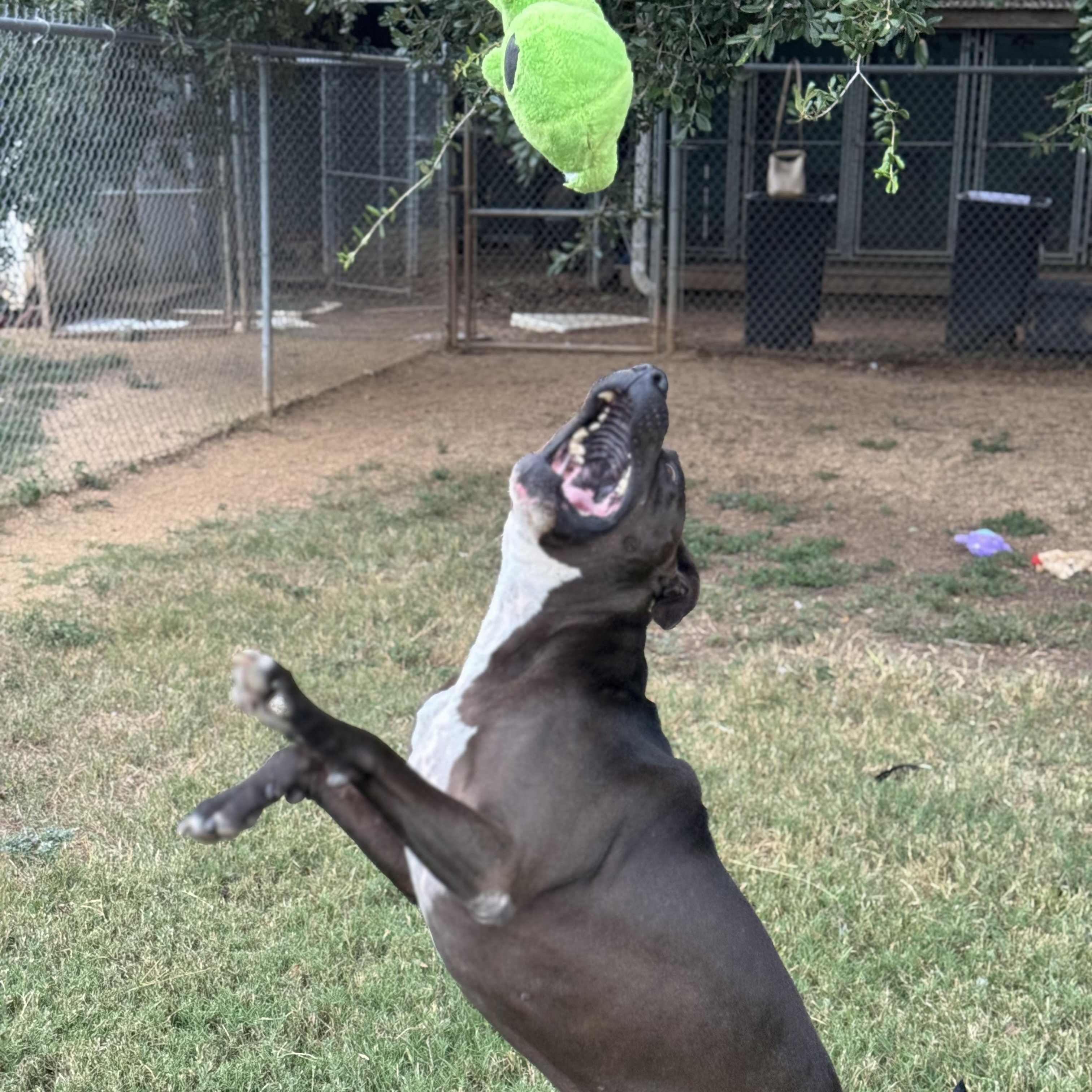 Enlarge Nikko, a Adoptable mixed breed in Sugar Land, TX image 5/6