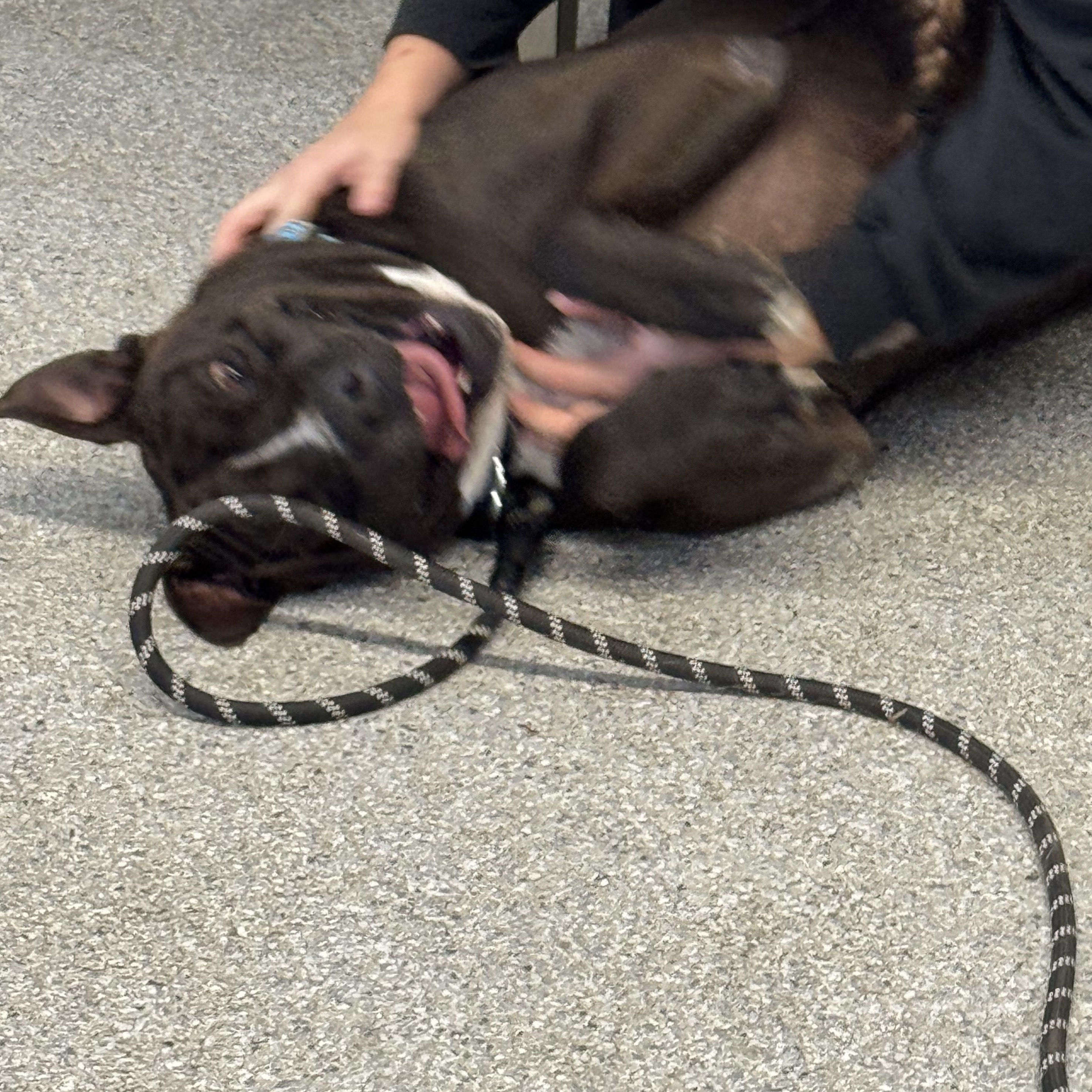 Enlarge Nikko, a Adoptable mixed breed in Sugar Land, TX image 4/6