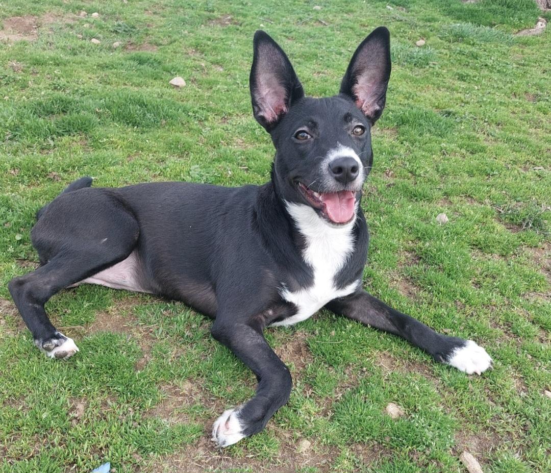 Kari, ADOPTABLE, Puppy Female Basenji & Rat Terrier.