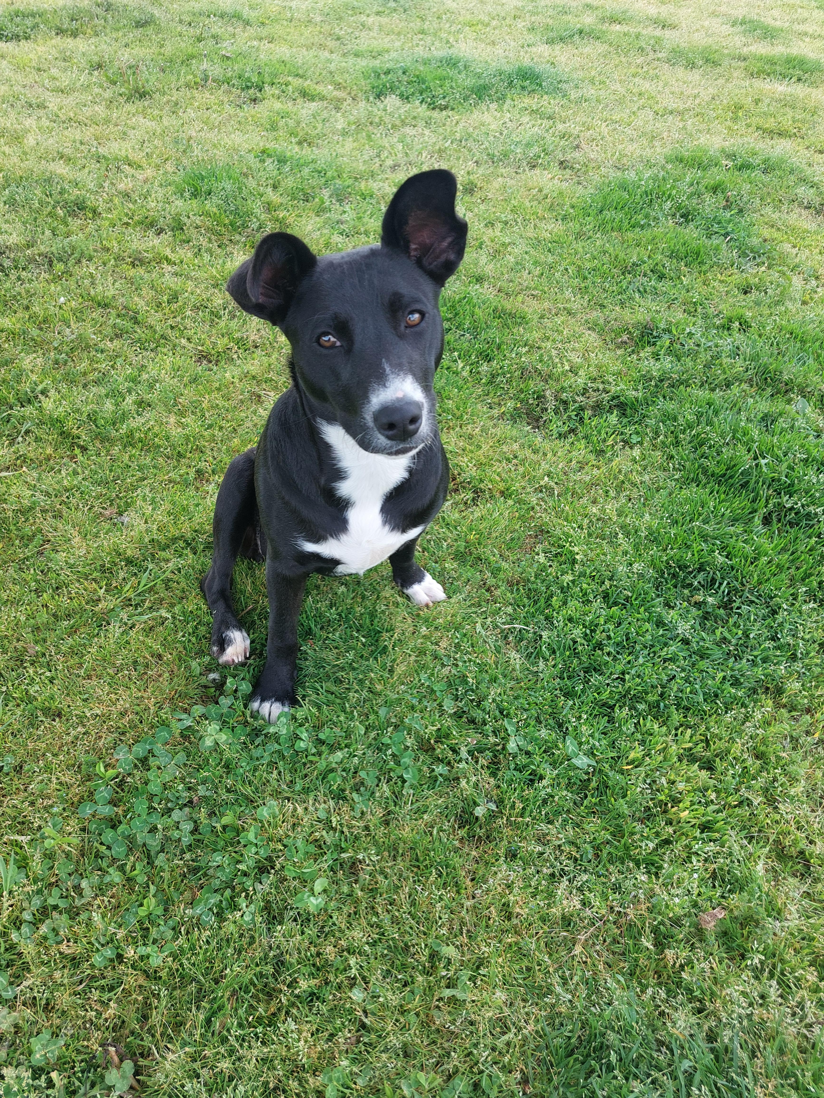 Enlarge Kari, a ADOPTABLE mixed breed in Coldwater, MI image 2/6