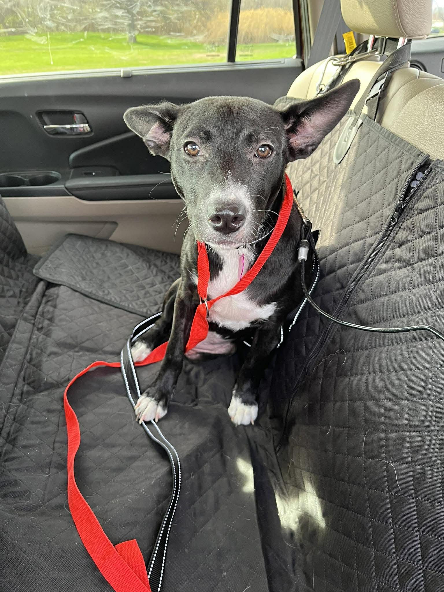 Enlarge Kari, a ADOPTABLE mixed breed in Coldwater, MI image 3/3