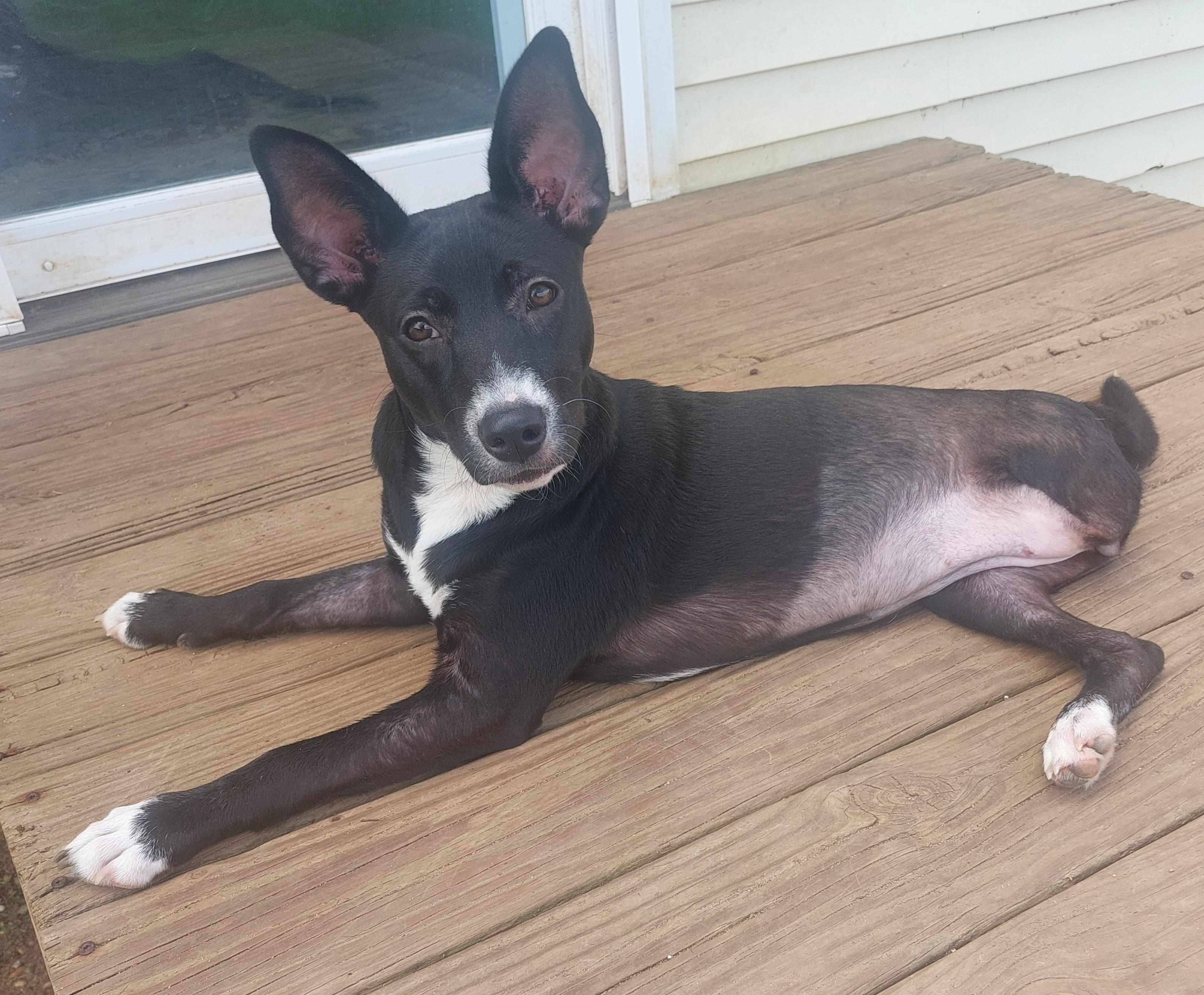 Kari, ADOPTABLE, Puppy Female Basenji & Rat Terrier.