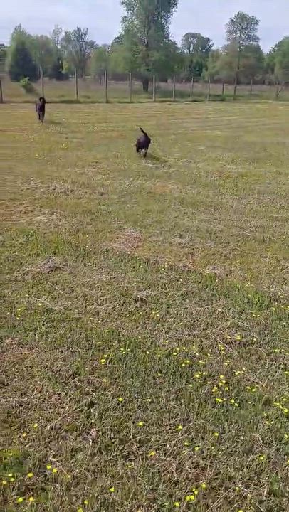 Enlarge Kari, a ADOPTABLE mixed breed in Coldwater, MI video 5/6