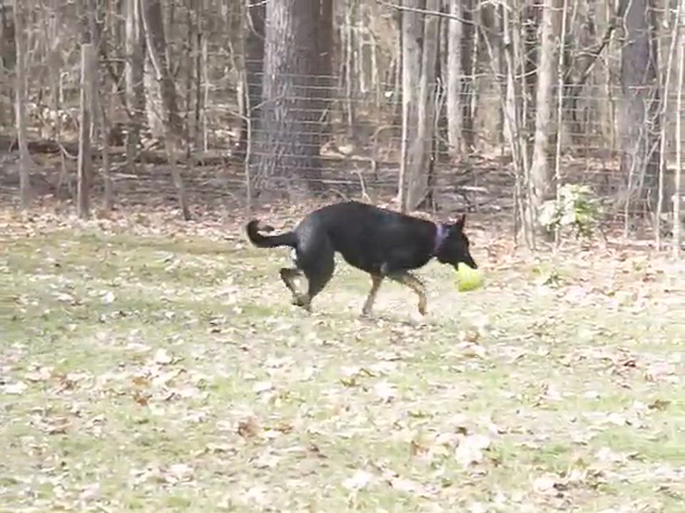 Enlarge Lexi, a Adopted German Shepherd Dog video 6/11