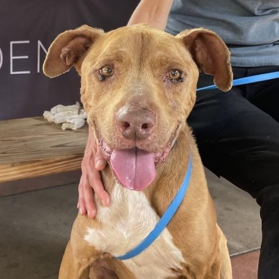 Jordan, a Adoptable Pit Bull Terrier in Pasadena, CA image 2/6