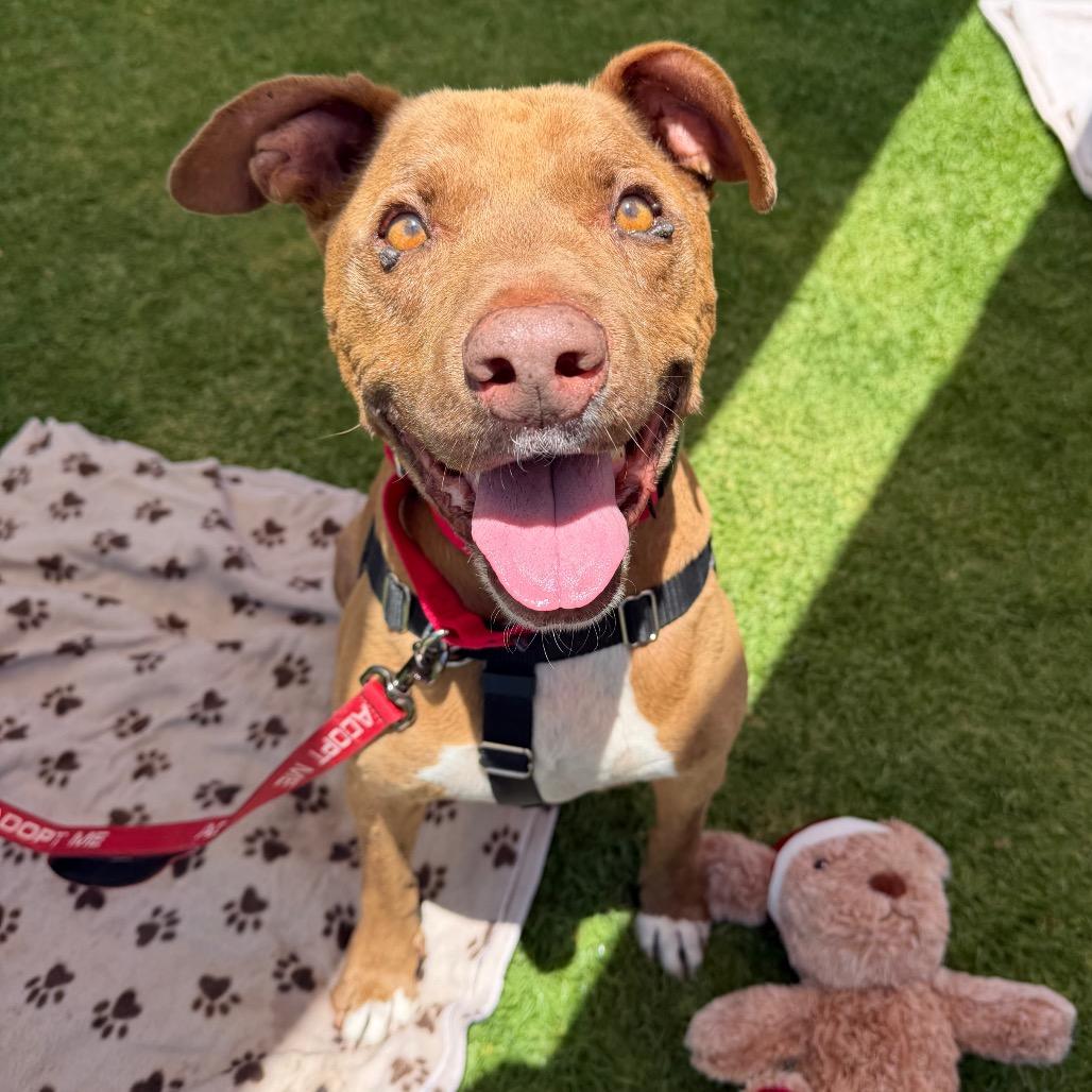 Jordan, Adoptable, Senior Male Pit Bull Terrier.