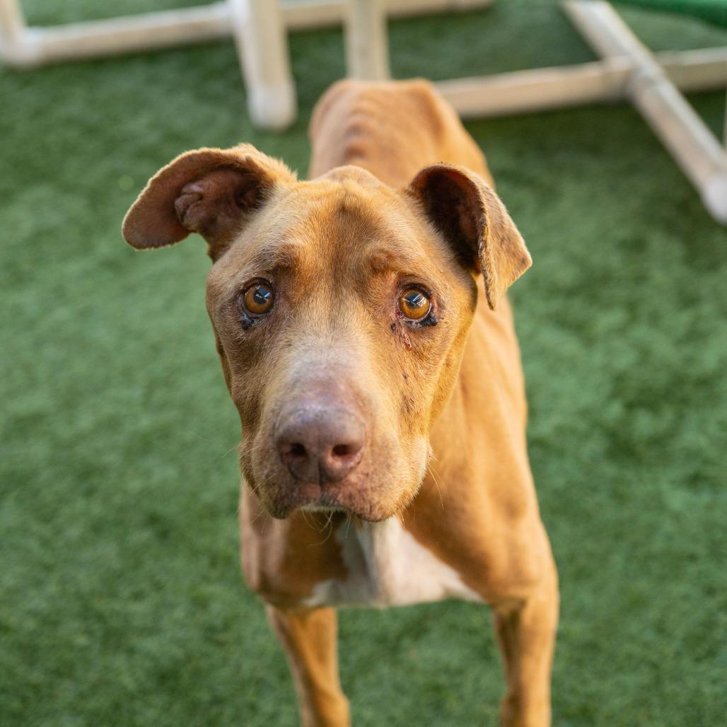 Jordan, a Adoptable Pit Bull Terrier in Pasadena, CA image 3/6