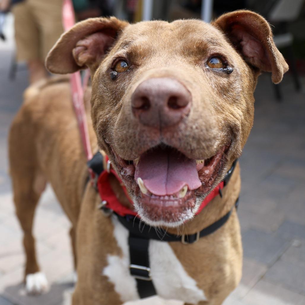 Jordan, a Adoptable Pit Bull Terrier in Pasadena, CA image 3/6