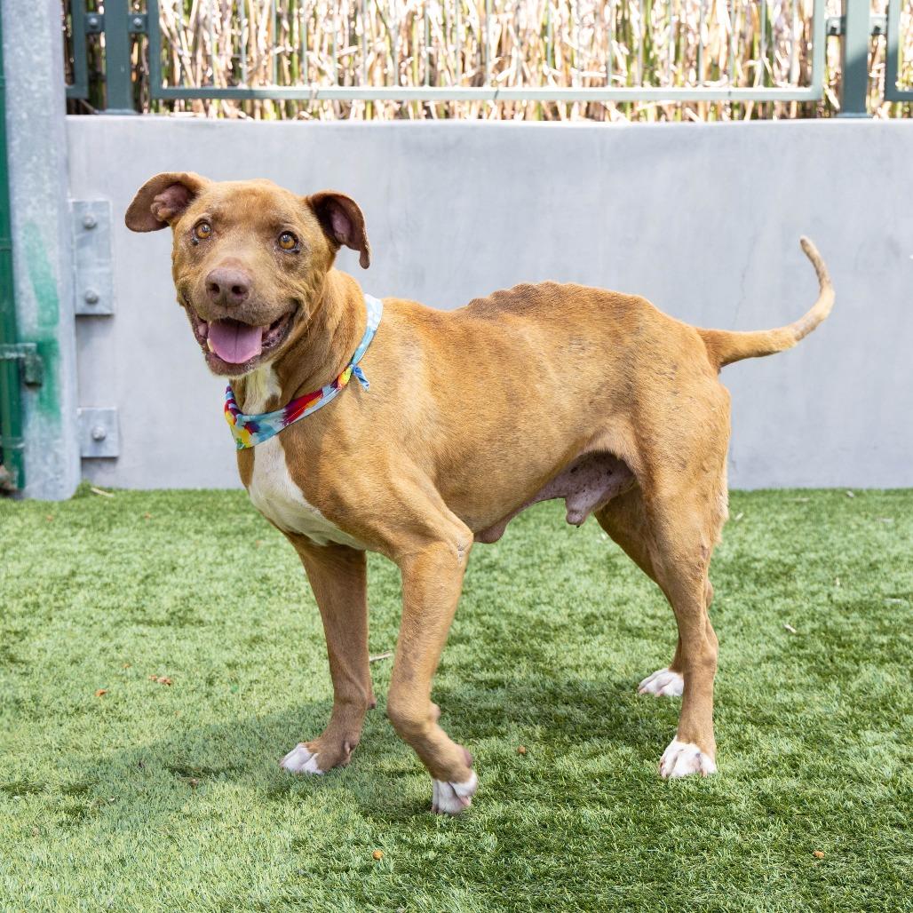 Jordan, a Adoptable Pit Bull Terrier in Pasadena, CA image 4/6