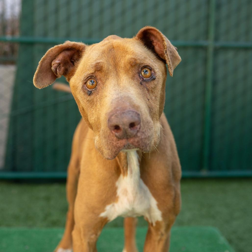Jordan, a Adoptable Pit Bull Terrier in Pasadena, CA image 5/6