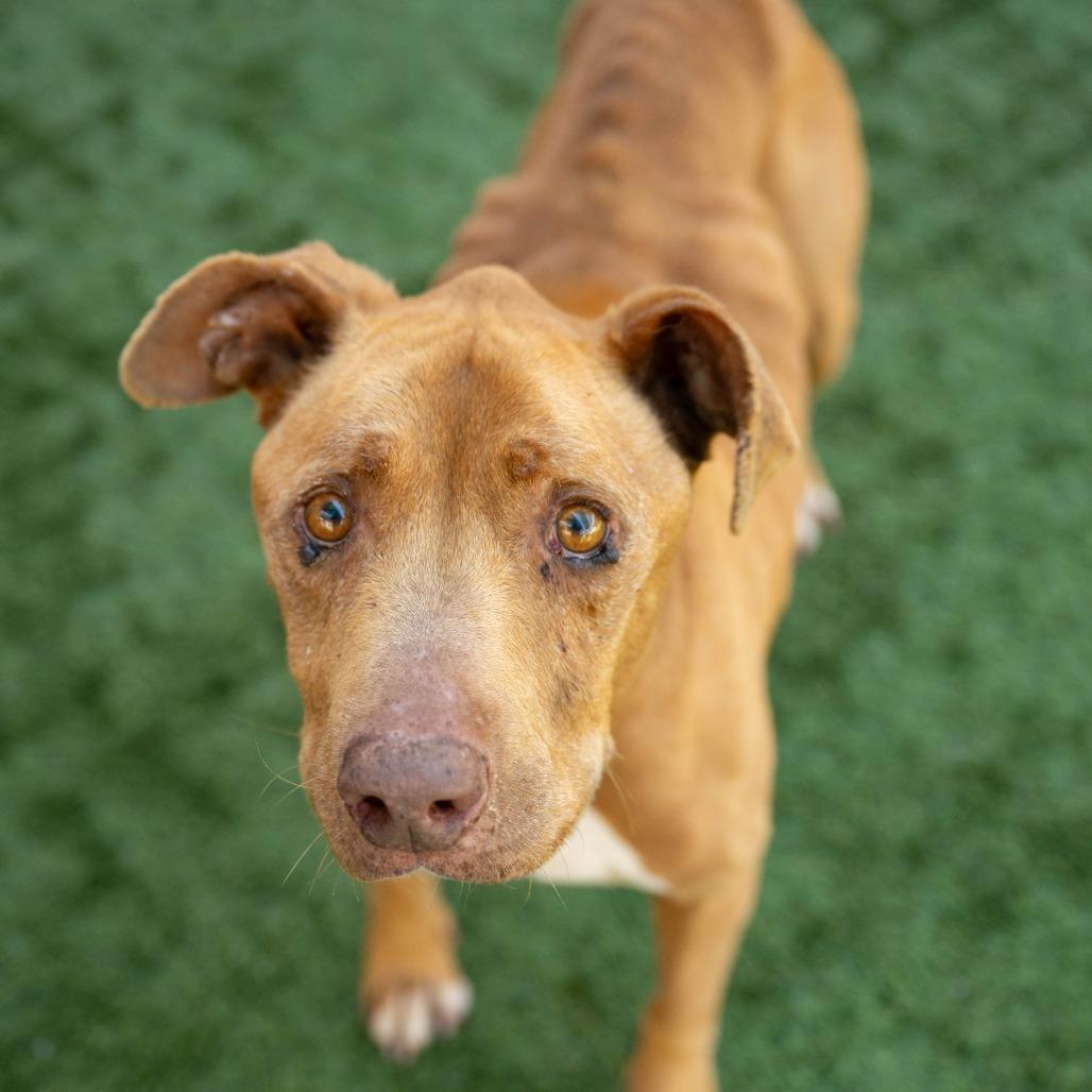 Jordan, a Adoptable Pit Bull Terrier in Pasadena, CA image 6/6