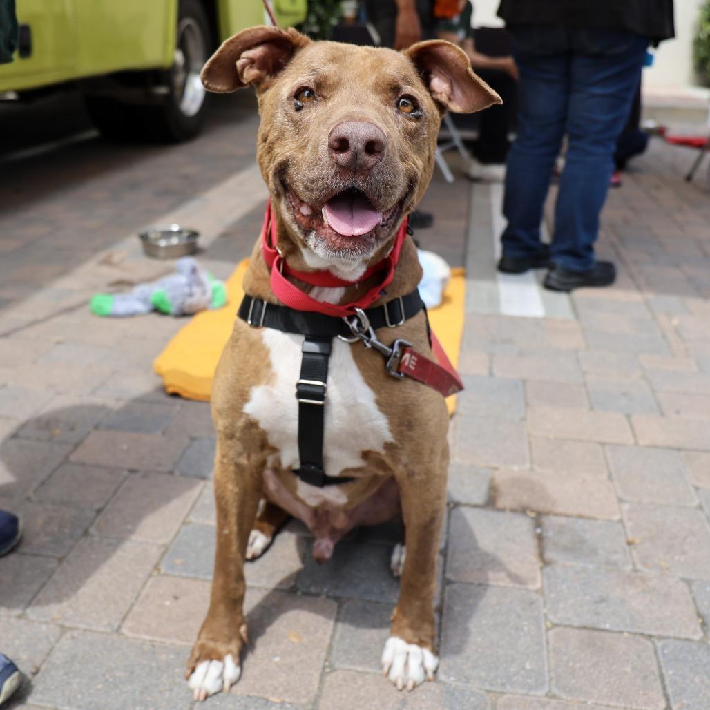 Jordan, a Adoptable Pit Bull Terrier in Pasadena, CA image 6/6