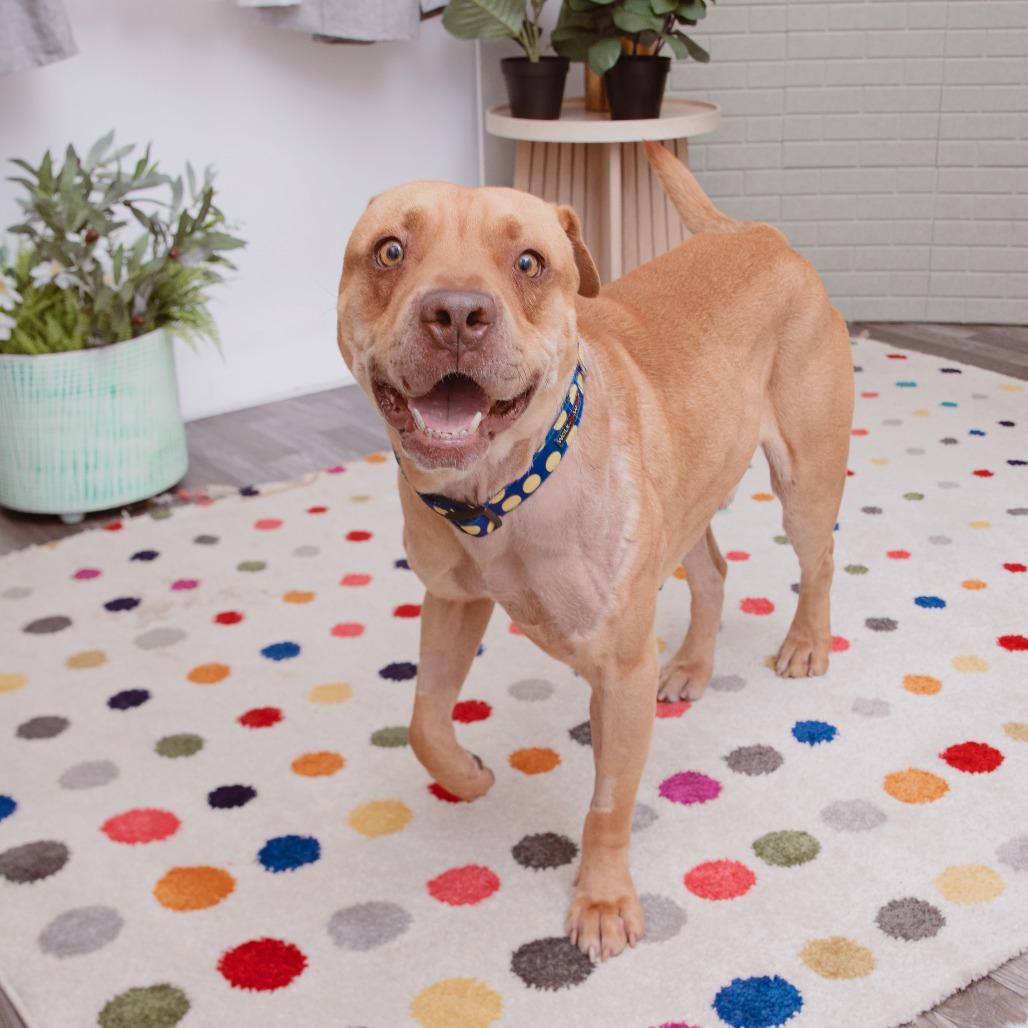 Gregg, Adoptable, Adult Male Pit Bull Terrier.