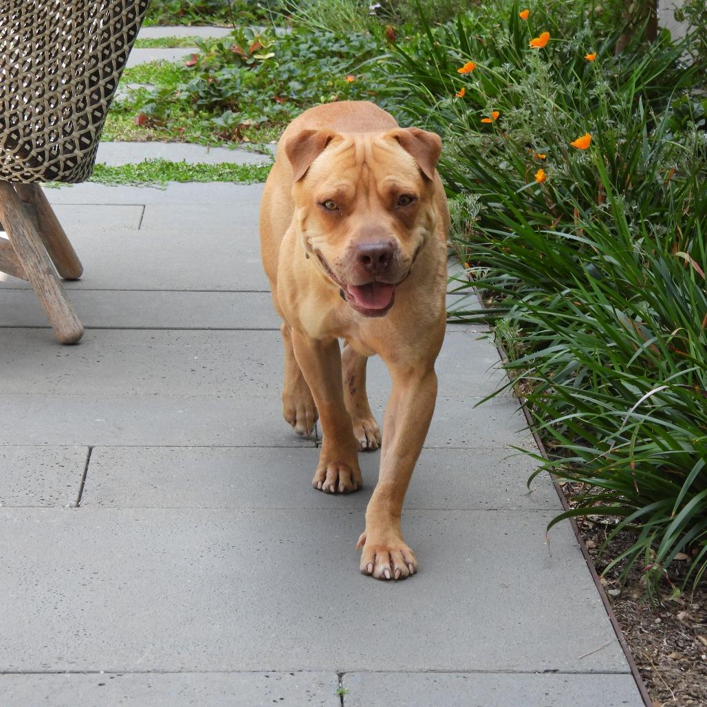 Gregg, a Adoptable mixed breed in Los Angeles, CA image 2/5
