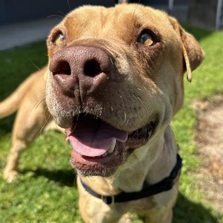 Enlarge Gregg, a Adoptable mixed breed in Los Angeles, CA image 2/3