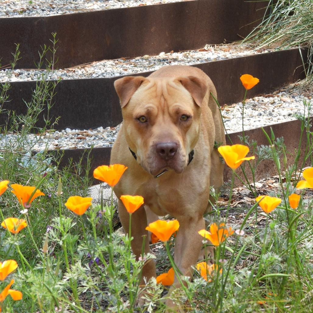 Gregg, a Adoptable mixed breed in Los Angeles, CA image 4/5