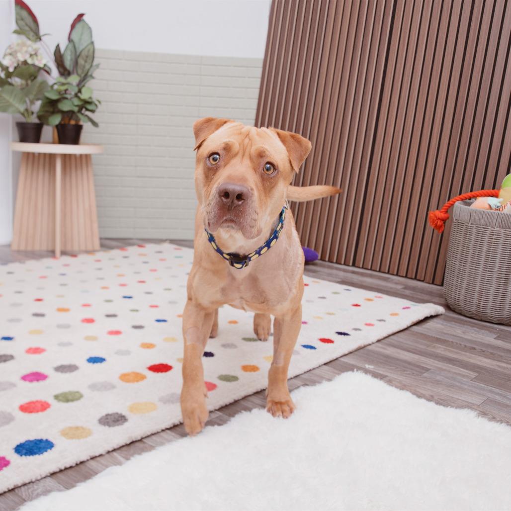 Enlarge Gregg, a Adoptable mixed breed in Los Angeles, CA image 3/3