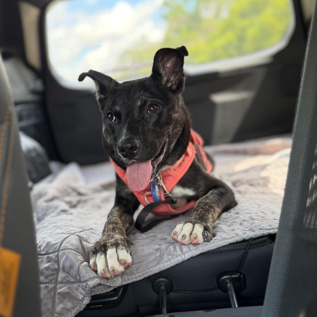 Zoomy, Adoptable, Young Female Mixed Breed.