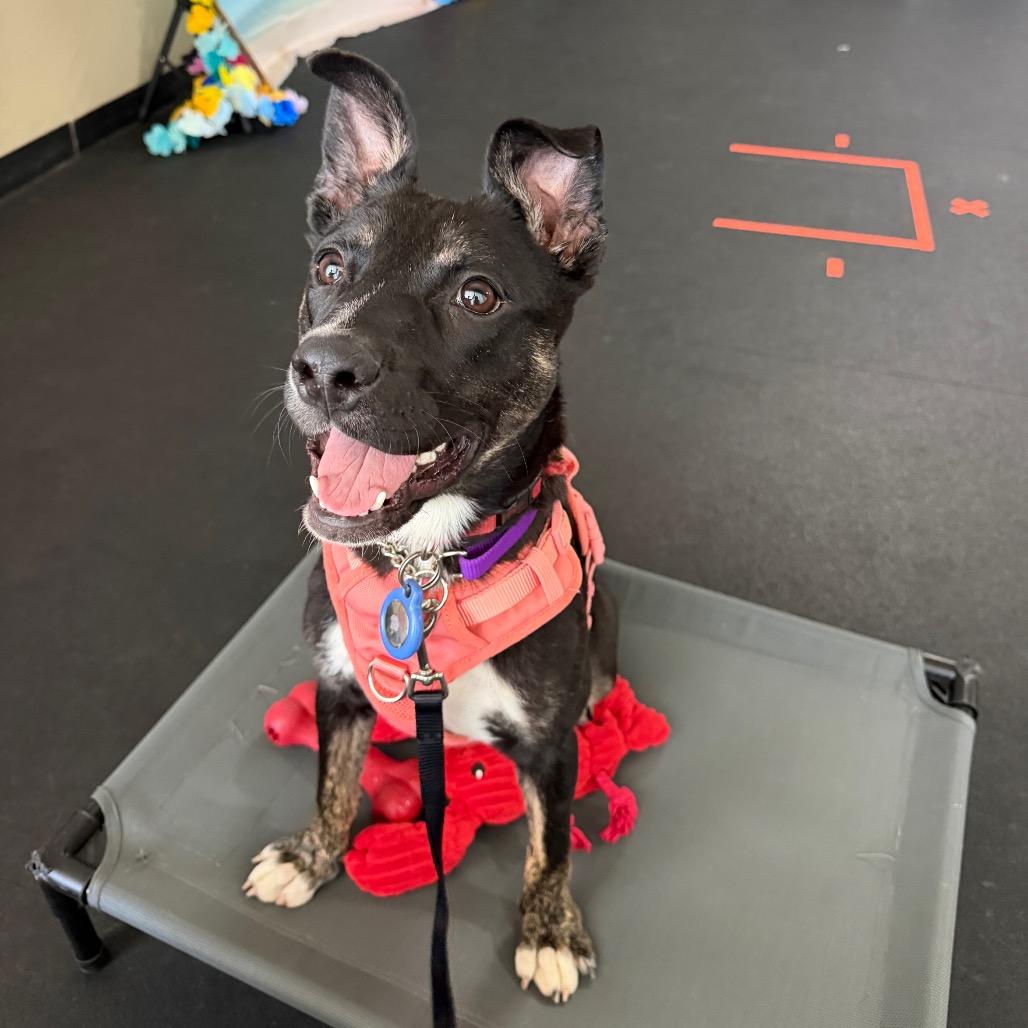 Zoomy, a Adoptable Mixed Breed in Lakeland, FL image 2/3