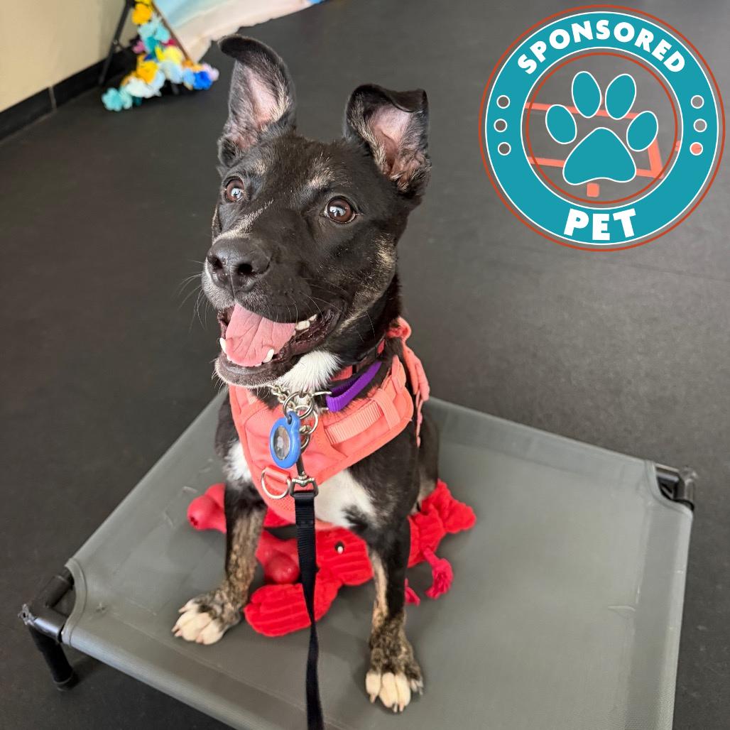 Zoomy, a Adoptable Mixed Breed in Lakeland, FL image 3/3