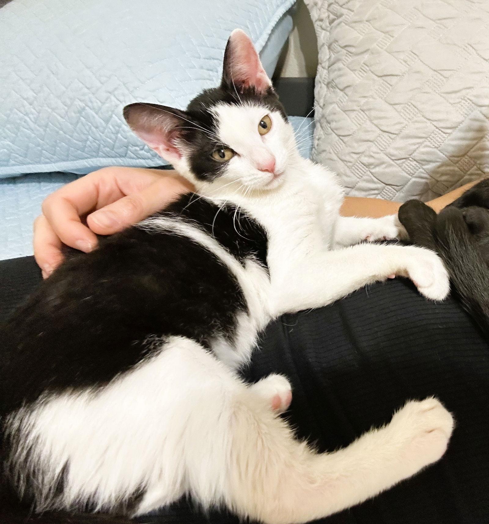 Miley, Adoptable, Kitten Female Domestic Short Hair.