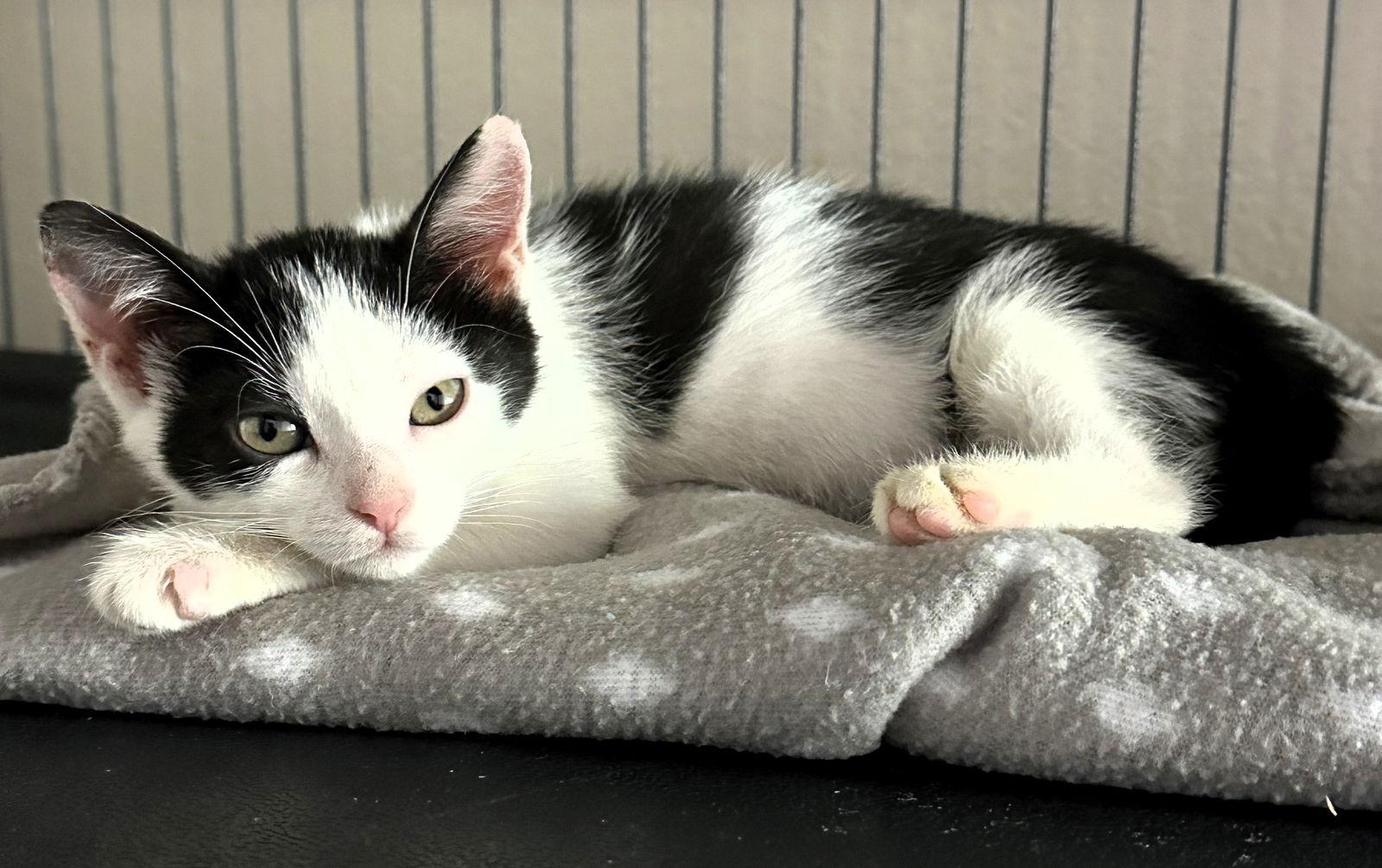 Enlarge Miley, a Adoptable Domestic Short Hair in Lighthouse Point, FL image 3/3