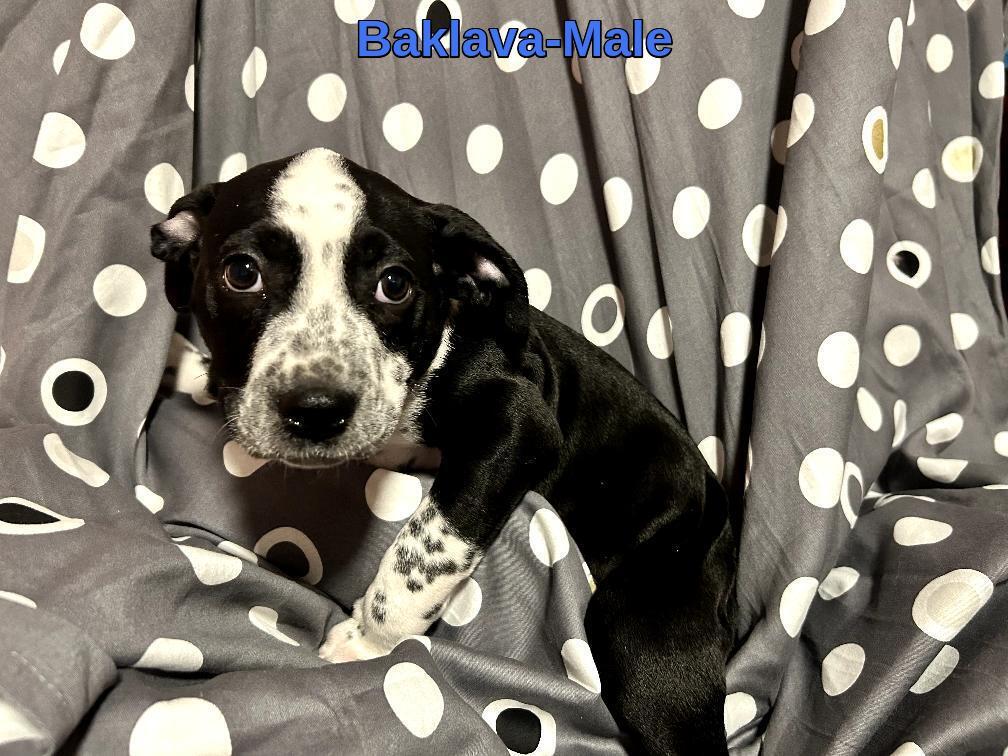 Baklava-Bremerton, WA, adopted, Puppy Male Dalmatian & American Staffordshire Terrier.