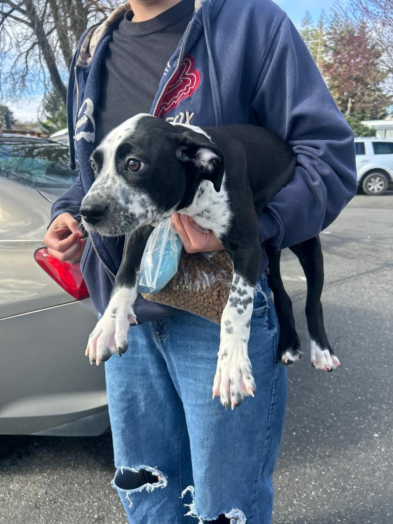 Enlarge Baklava-Bremerton, WA, an adopted mixed breed in Bremerton, WA image 2/4