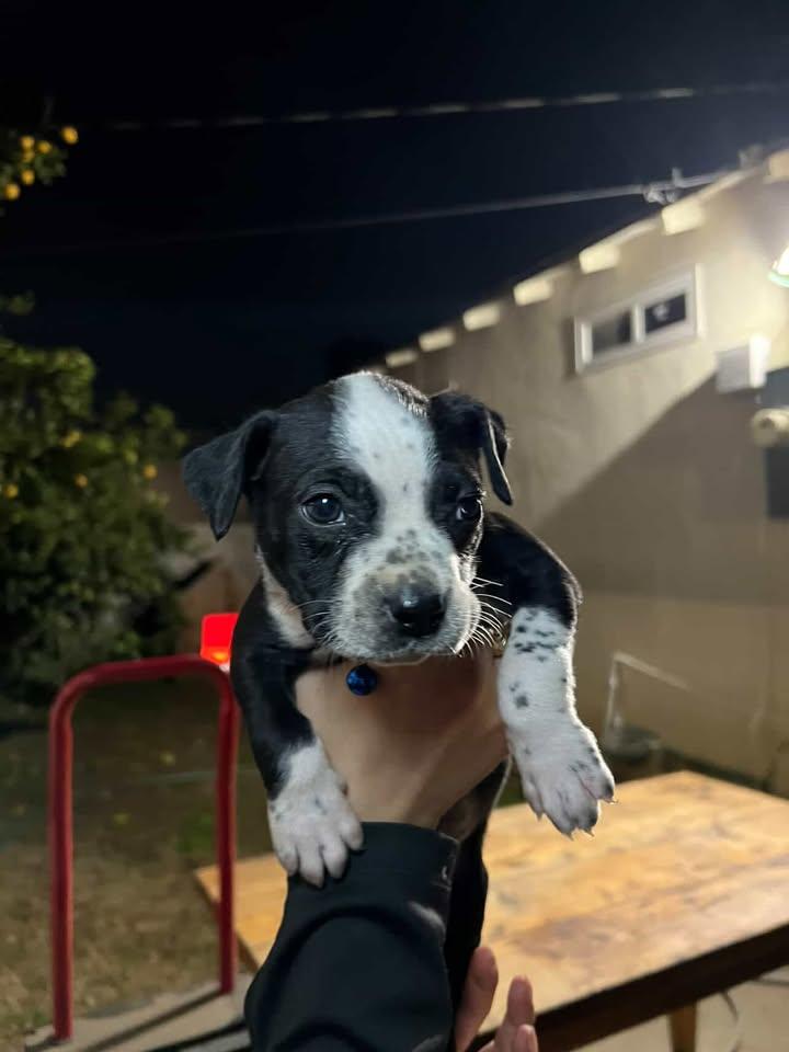 Enlarge Baklava-Bremerton, WA, an adopted mixed breed in Bremerton, WA image 4/4