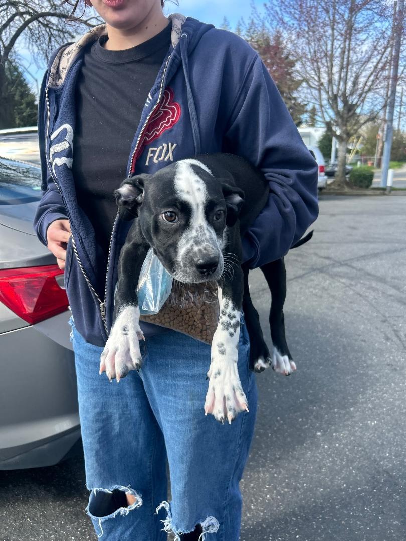 Enlarge Baklava-Bremerton, WA, an adopted mixed breed in Bremerton, WA image 3/4