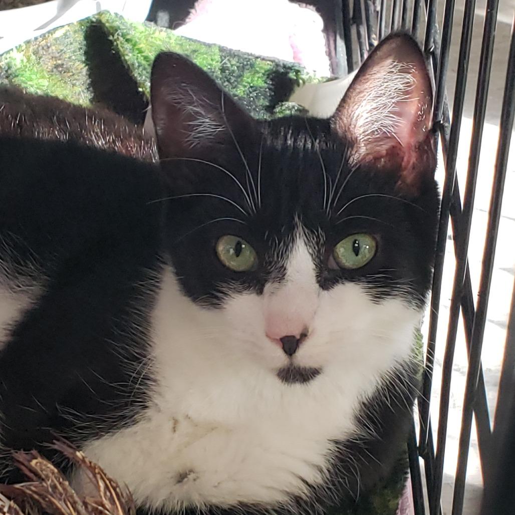 Enlarge Artemis, a Adoptable Domestic Short Hair in Columbia Station, OH image 1/1