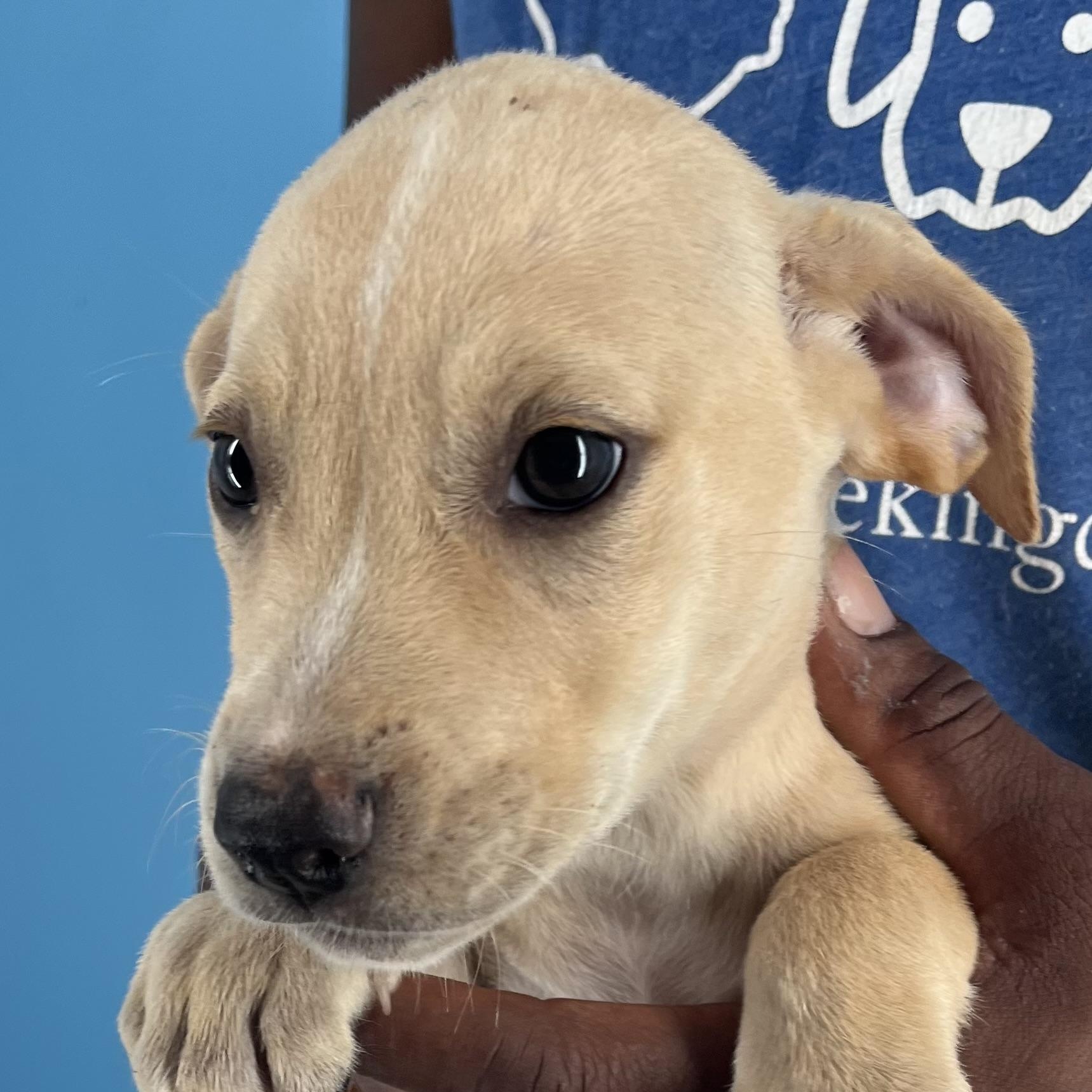 Heidi - Local Sept 26-28