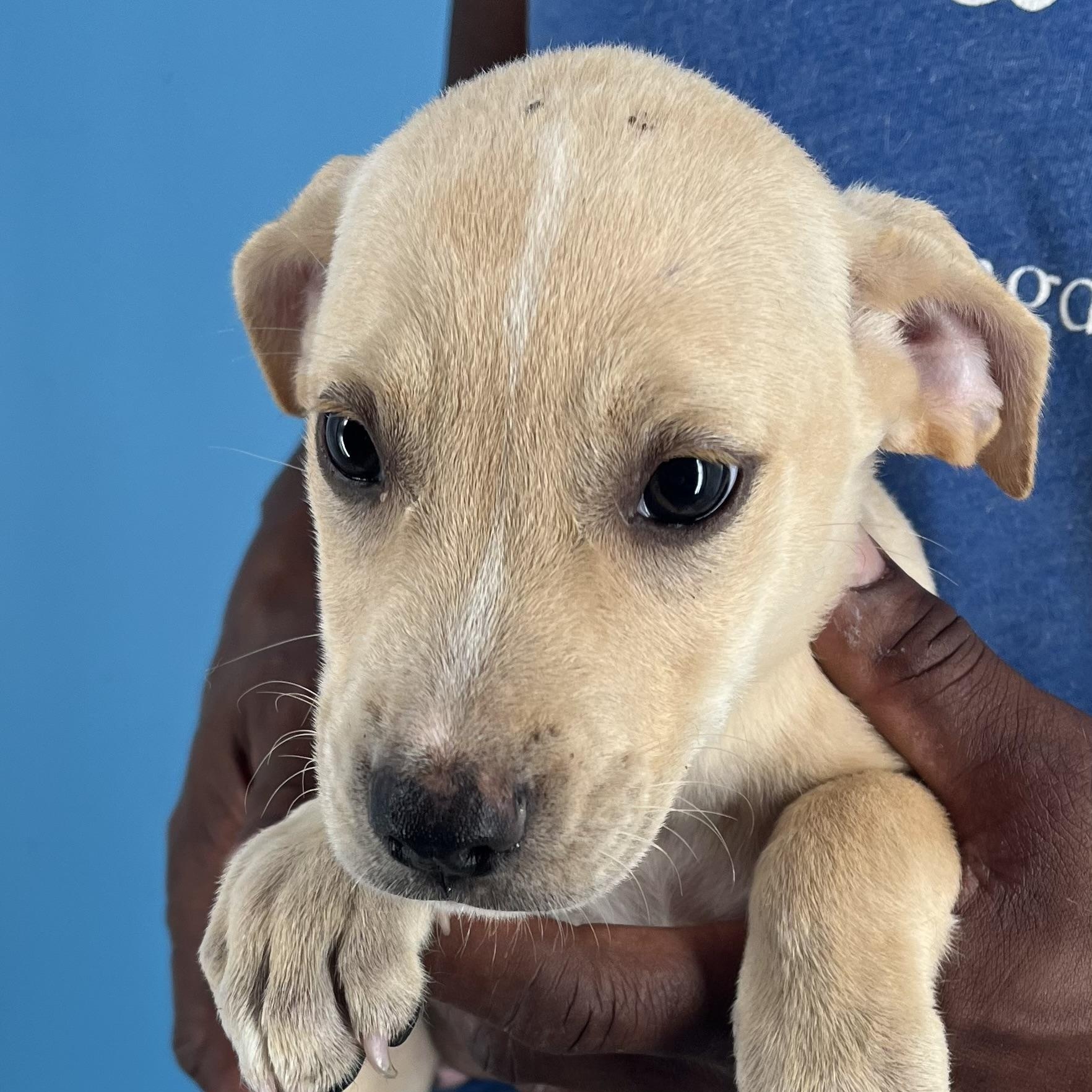 Heidi - Local Sept 26-28