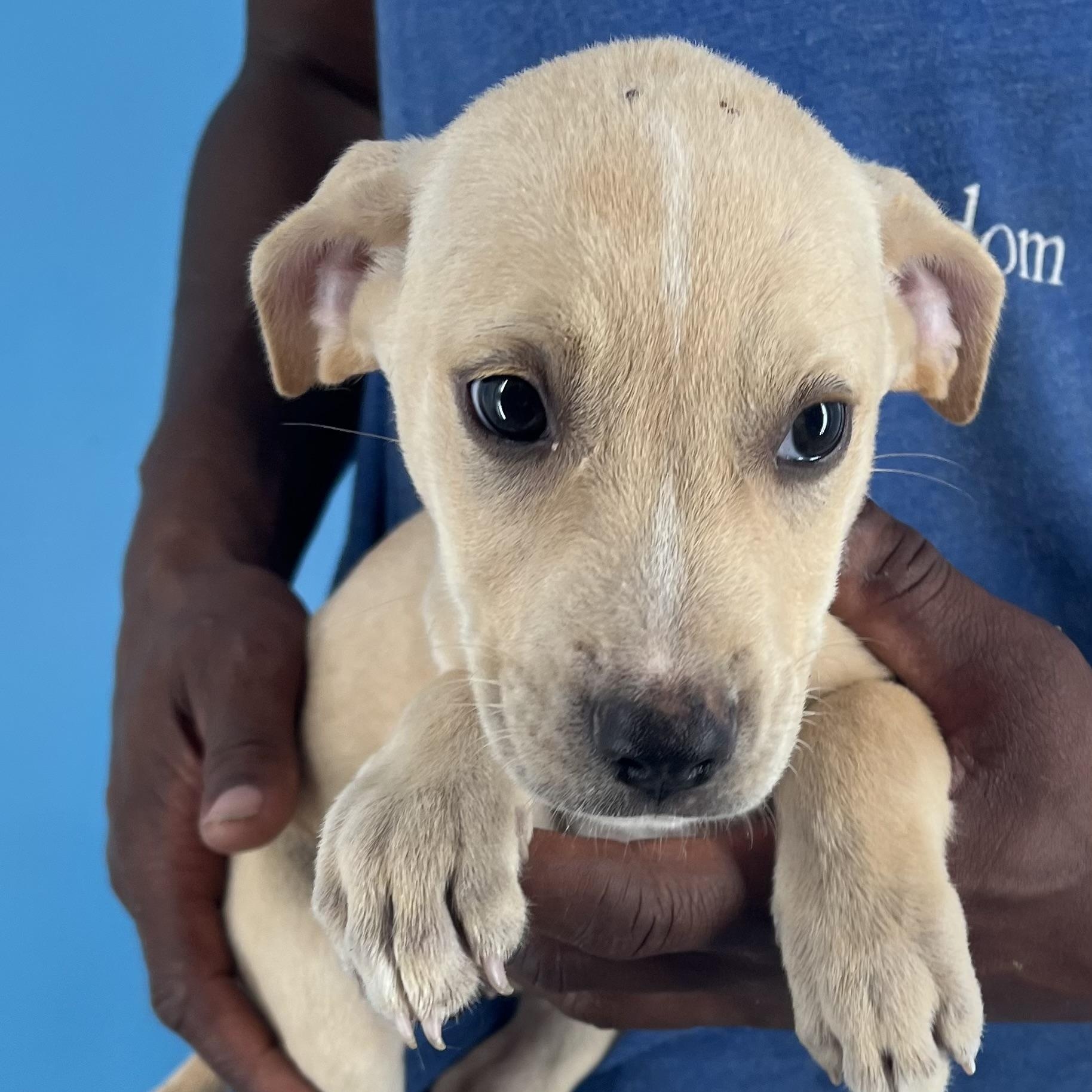 Heidi - Local Sept 26-28