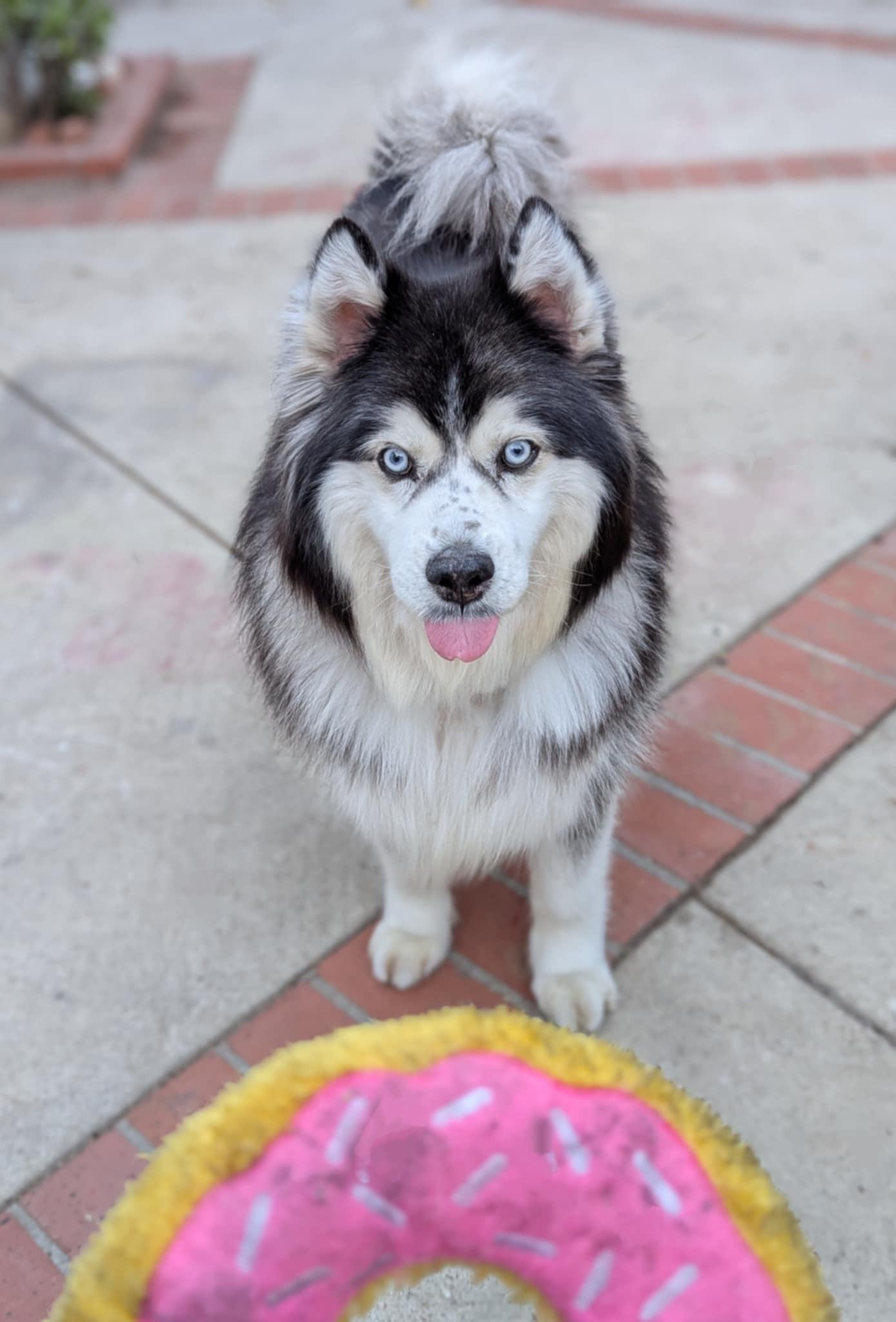 Enlarge Toby, a Adopted Alaskan Malamute in Valley Village, CA image 1/4