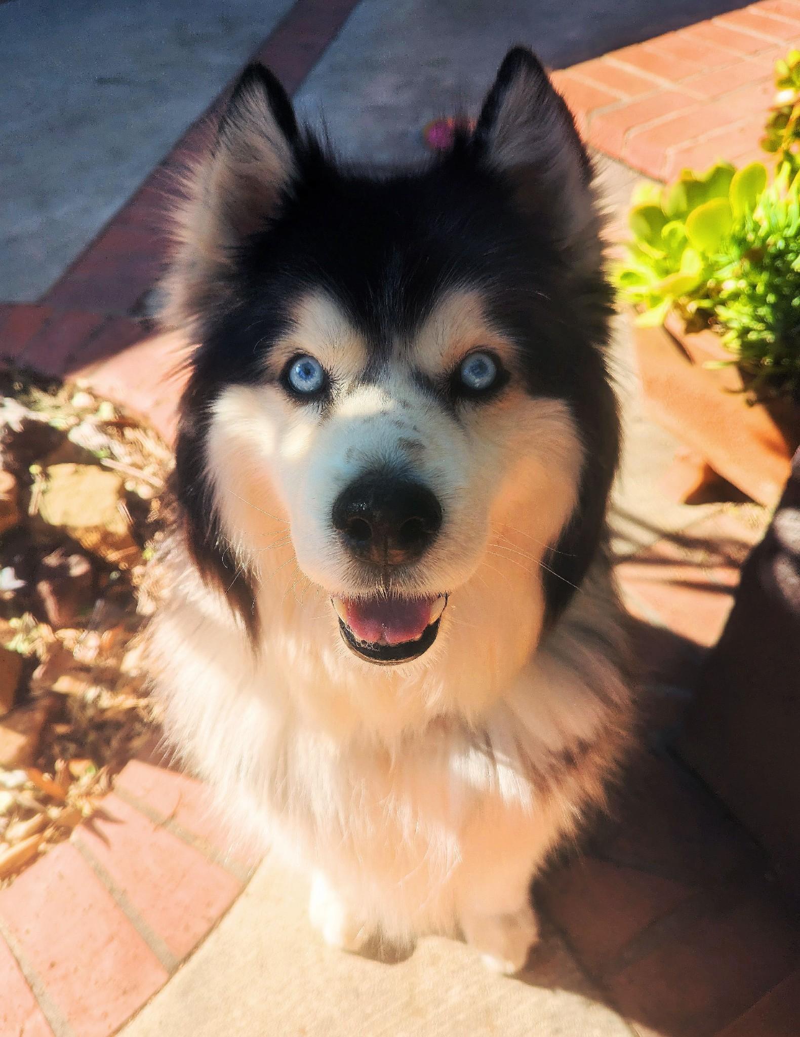 Enlarge Toby, a Adopted Alaskan Malamute in Valley Village, CA image 2/4