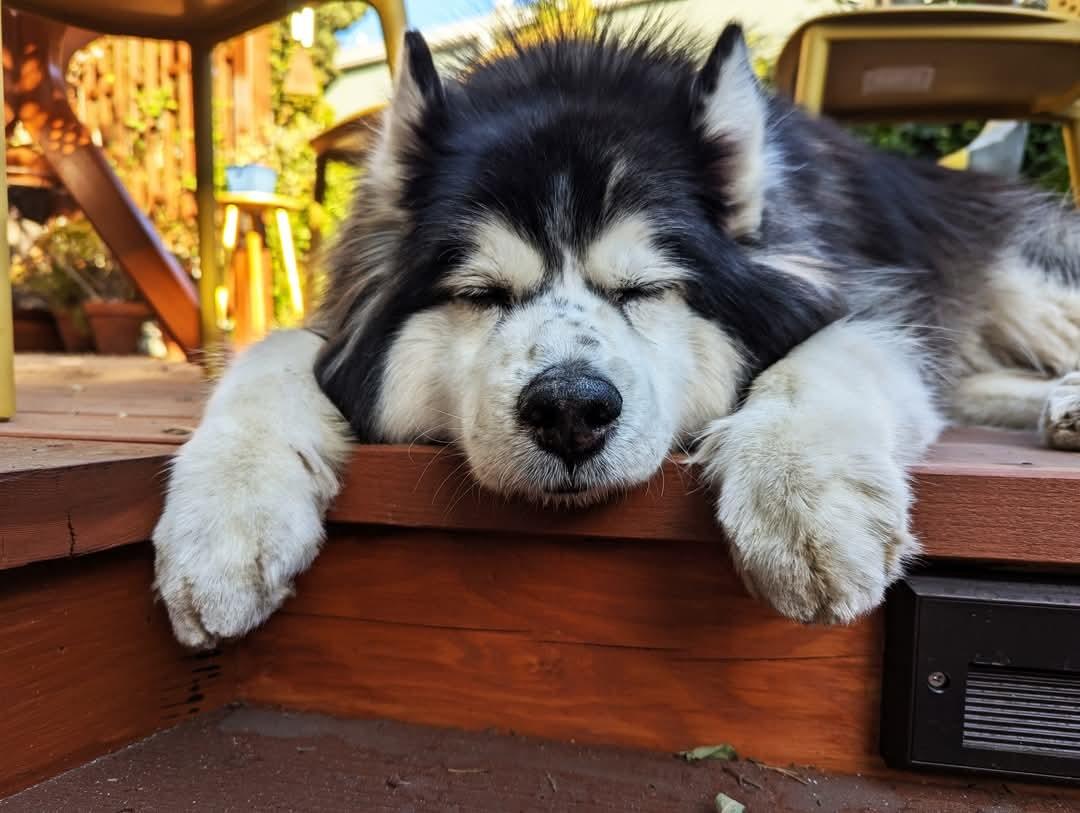 Enlarge Toby, a Adopted Alaskan Malamute in Valley Village, CA image 3/4