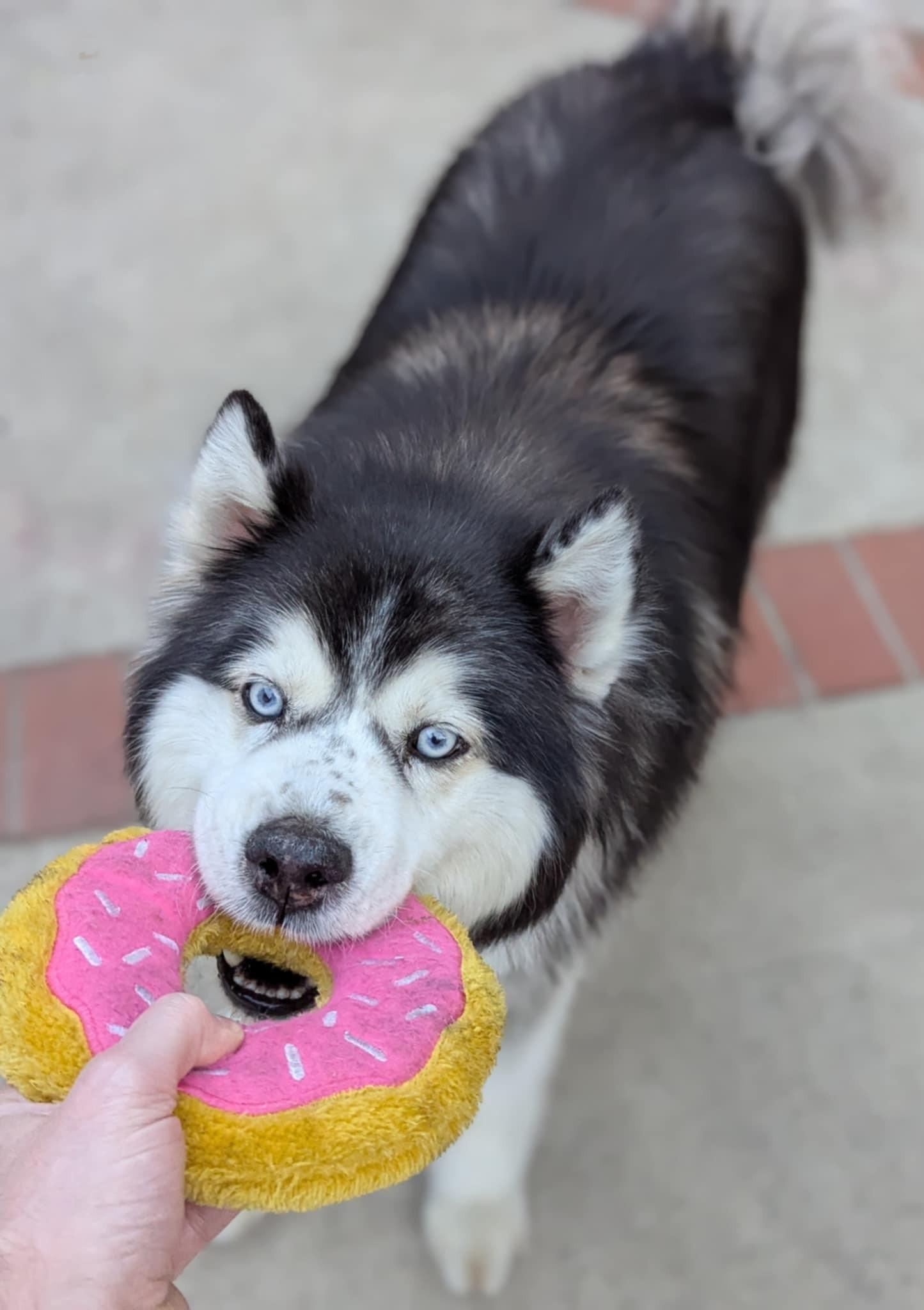 Enlarge Toby, a Adopted Alaskan Malamute in Valley Village, CA image 4/4
