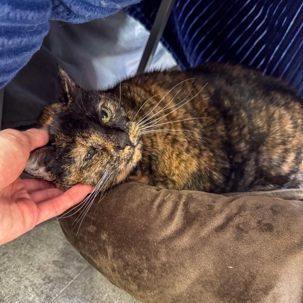 Creepy *Bonded w/ Sally*, Adoptable, Senior Female Domestic Short Hair.