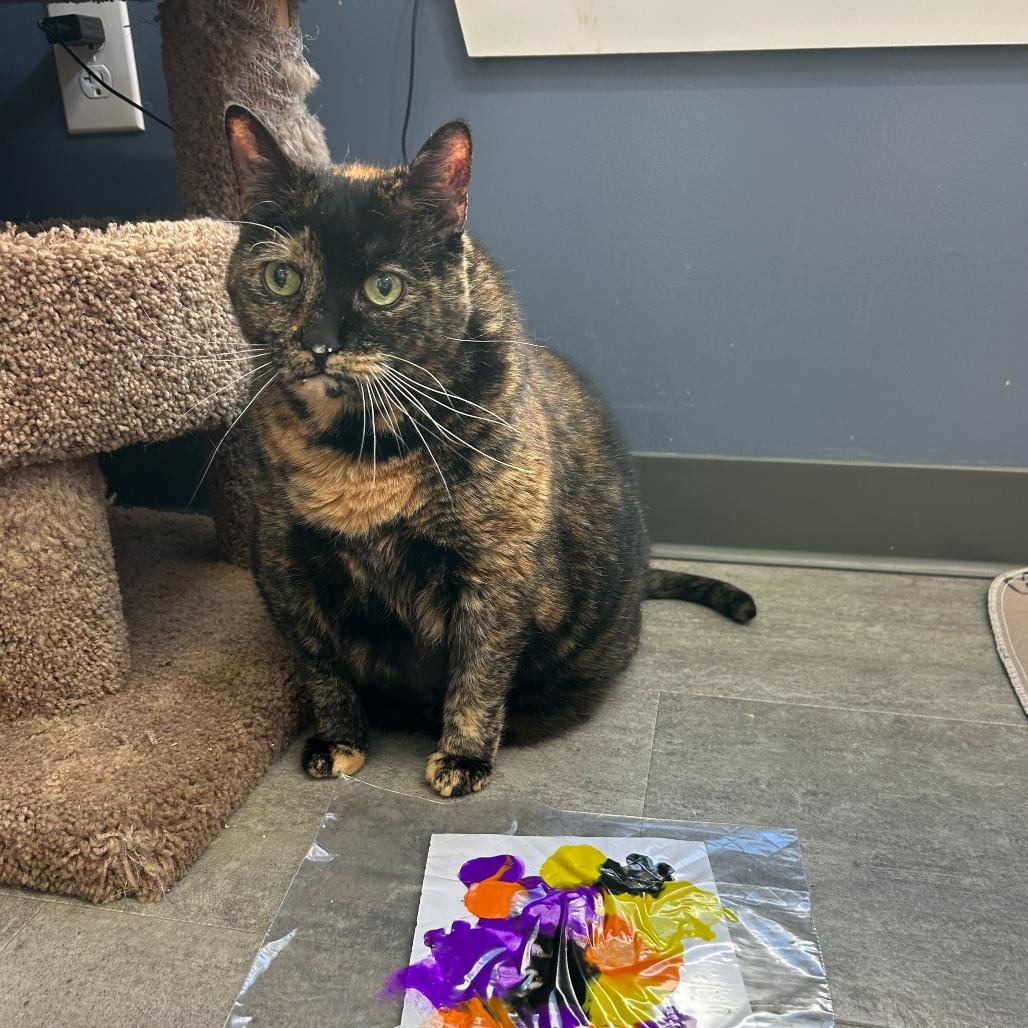 Enlarge Creepy *Bonded w/ Sally*, a Adoptable Domestic Short Hair in Kennebunk, ME image 2/6