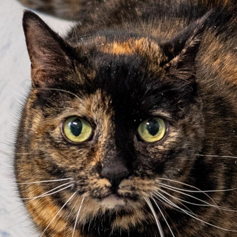 Enlarge Creepy *Bonded w/ Sally*, a Adoptable Domestic Short Hair in Kennebunk, ME image 3/6