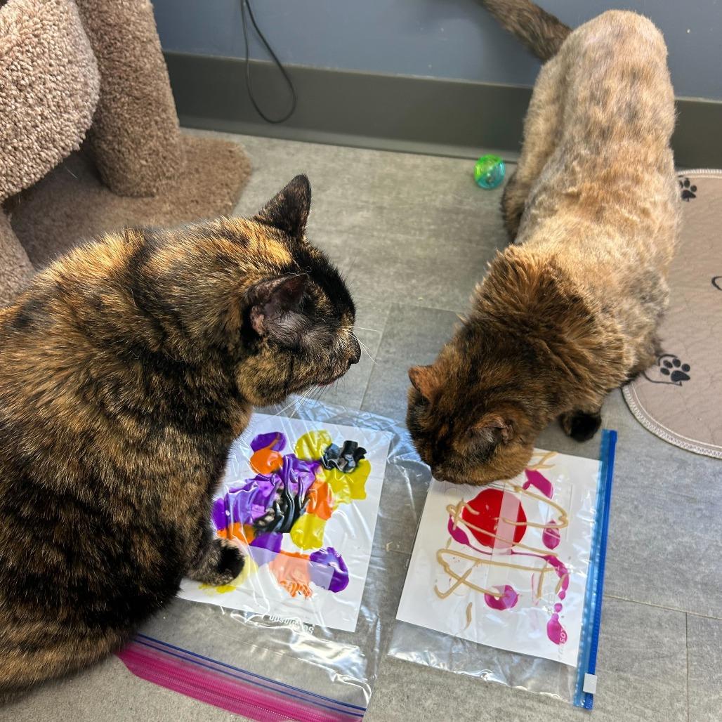 Enlarge Creepy *Bonded w/ Sally*, a Adoptable Domestic Short Hair in Kennebunk, ME image 4/6