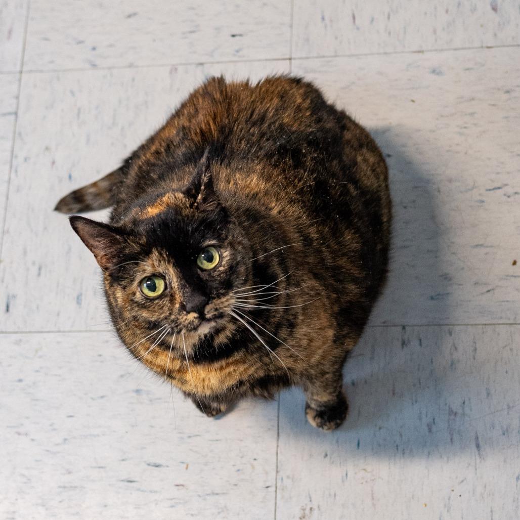 Enlarge Creepy *Bonded w/ Sally*, a Adoptable Domestic Short Hair in Kennebunk, ME image 5/6