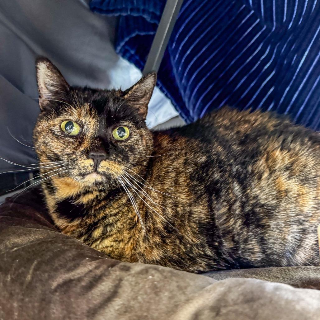 Enlarge Creepy *Bonded w/ Sally*, a Adoptable Domestic Short Hair in Kennebunk, ME image 6/6