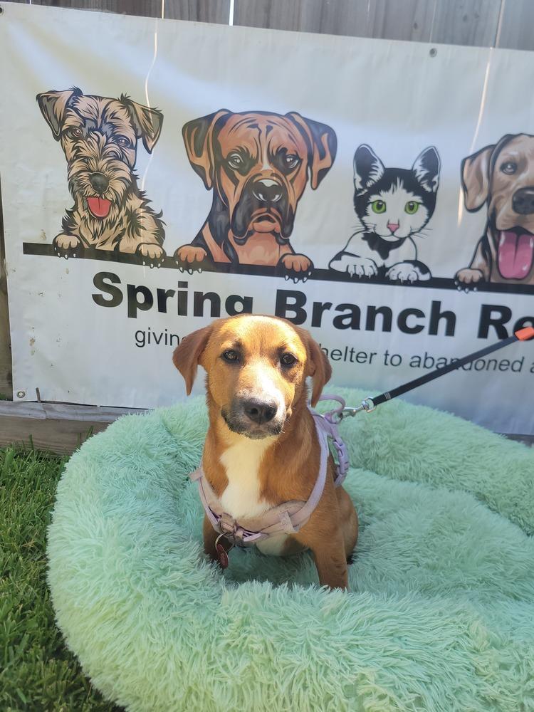 Enlarge Ally Sheedy, a Adopted mixed breed in BELLEVUE, WA image 1/5