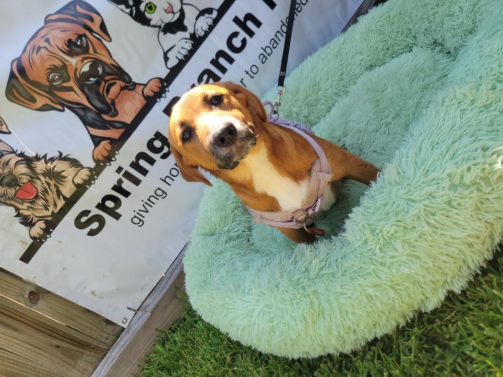 Enlarge Ally Sheedy, a Adopted mixed breed in BELLEVUE, WA image 3/5