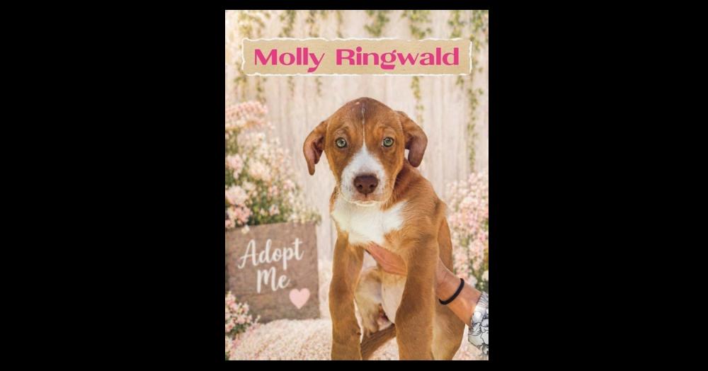 Ally Sheedy, Adopted, Puppy Female Labrador Retriever & American Staffordshire Terrier.