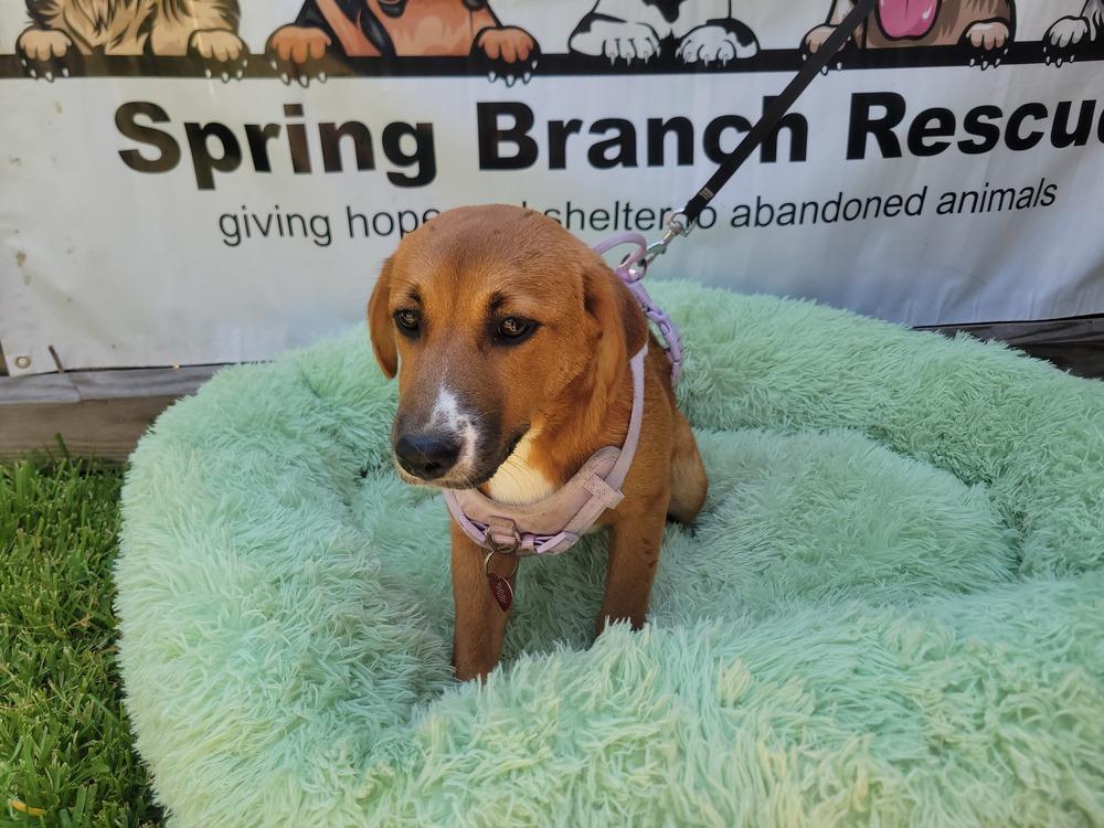 Enlarge Ally Sheedy, a Adopted mixed breed in BELLEVUE, WA image 4/5